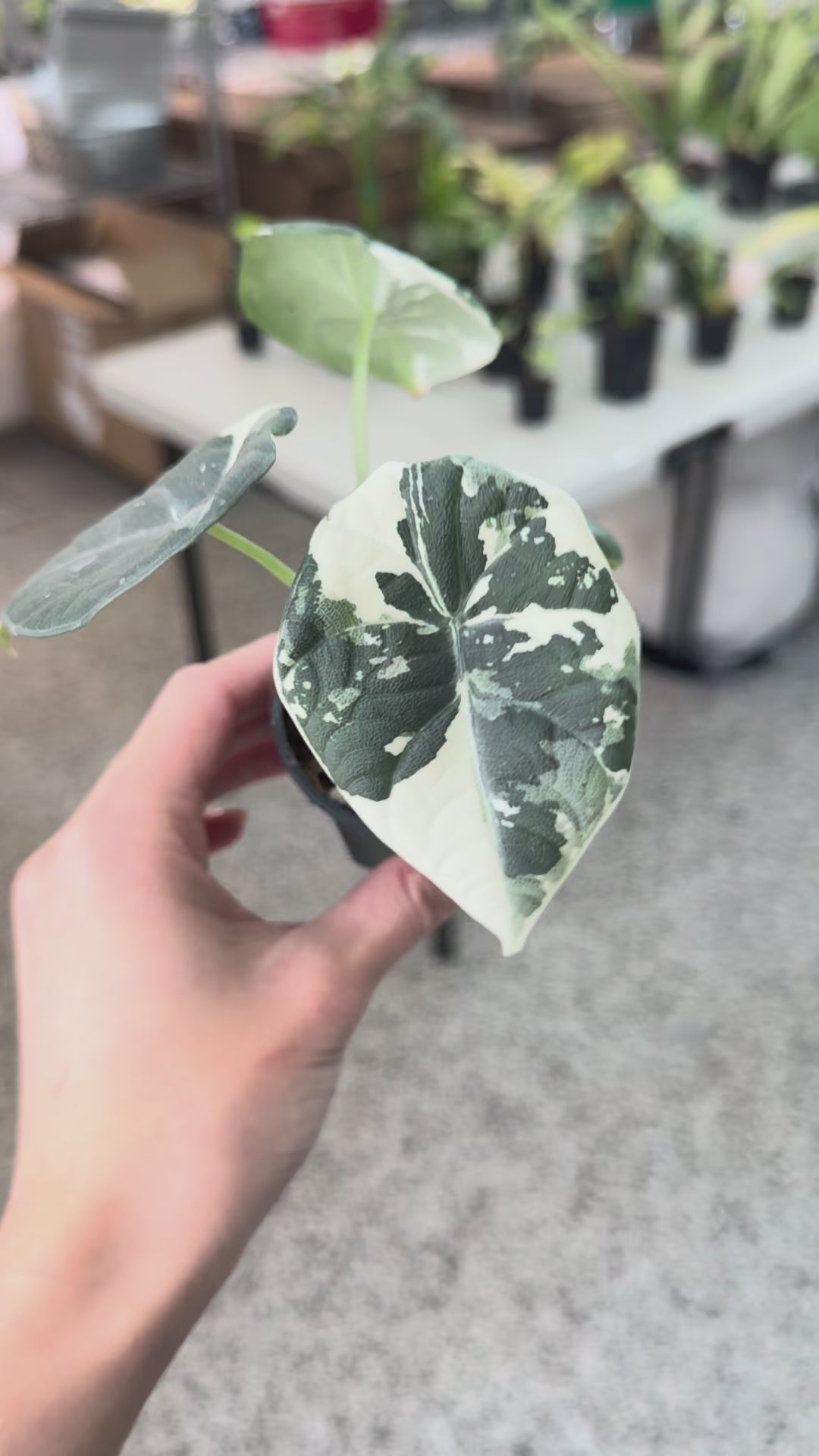YO03 Alocasia Maharani Albo Variegated 017 アロカシア マハラニ
